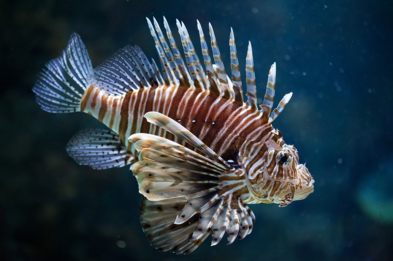 lionfish