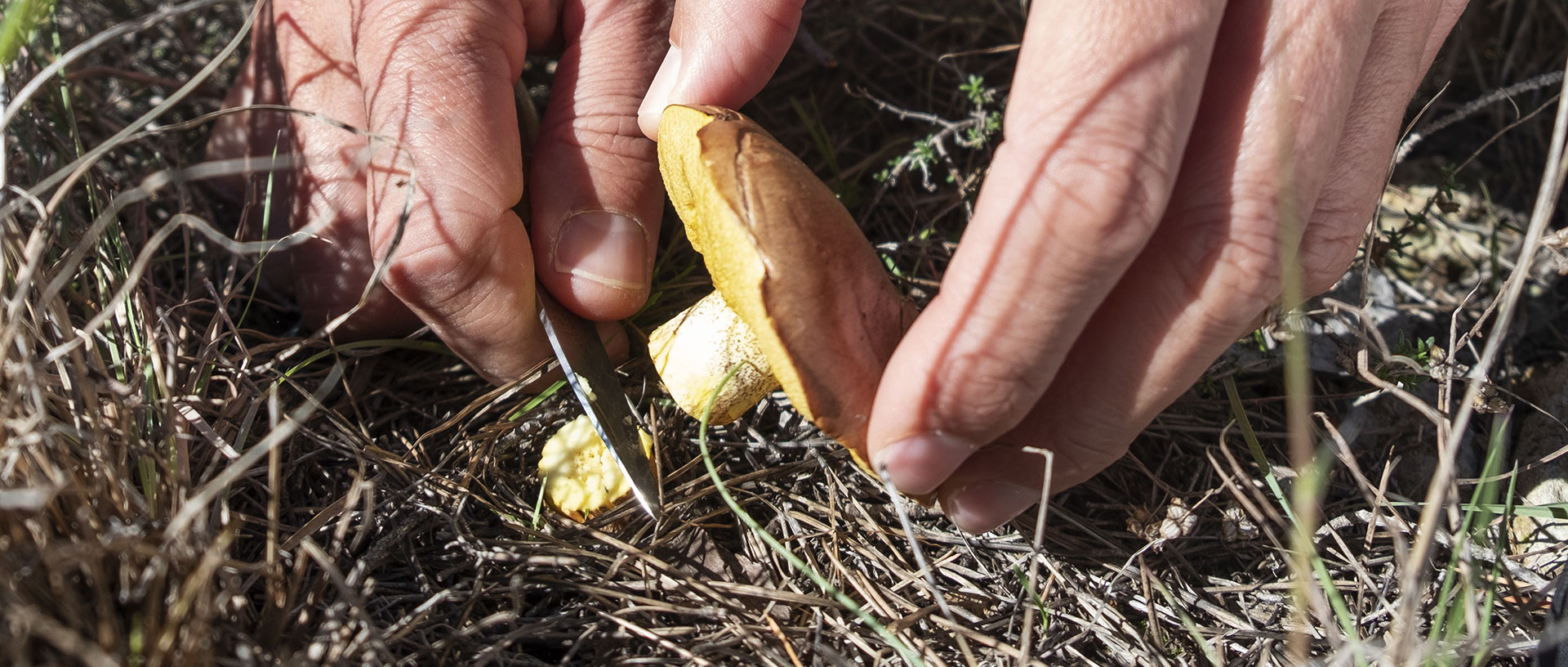 foraging knife cutting mushroom