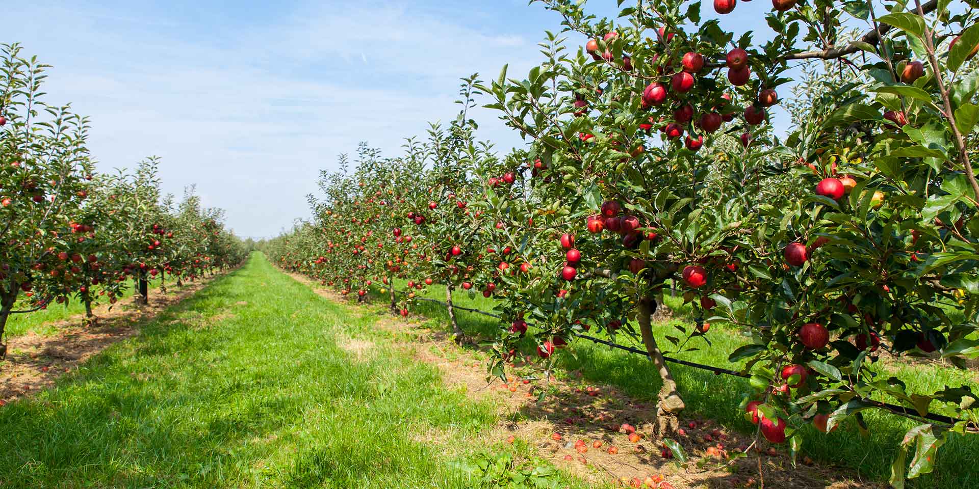 orchard with damaged crops