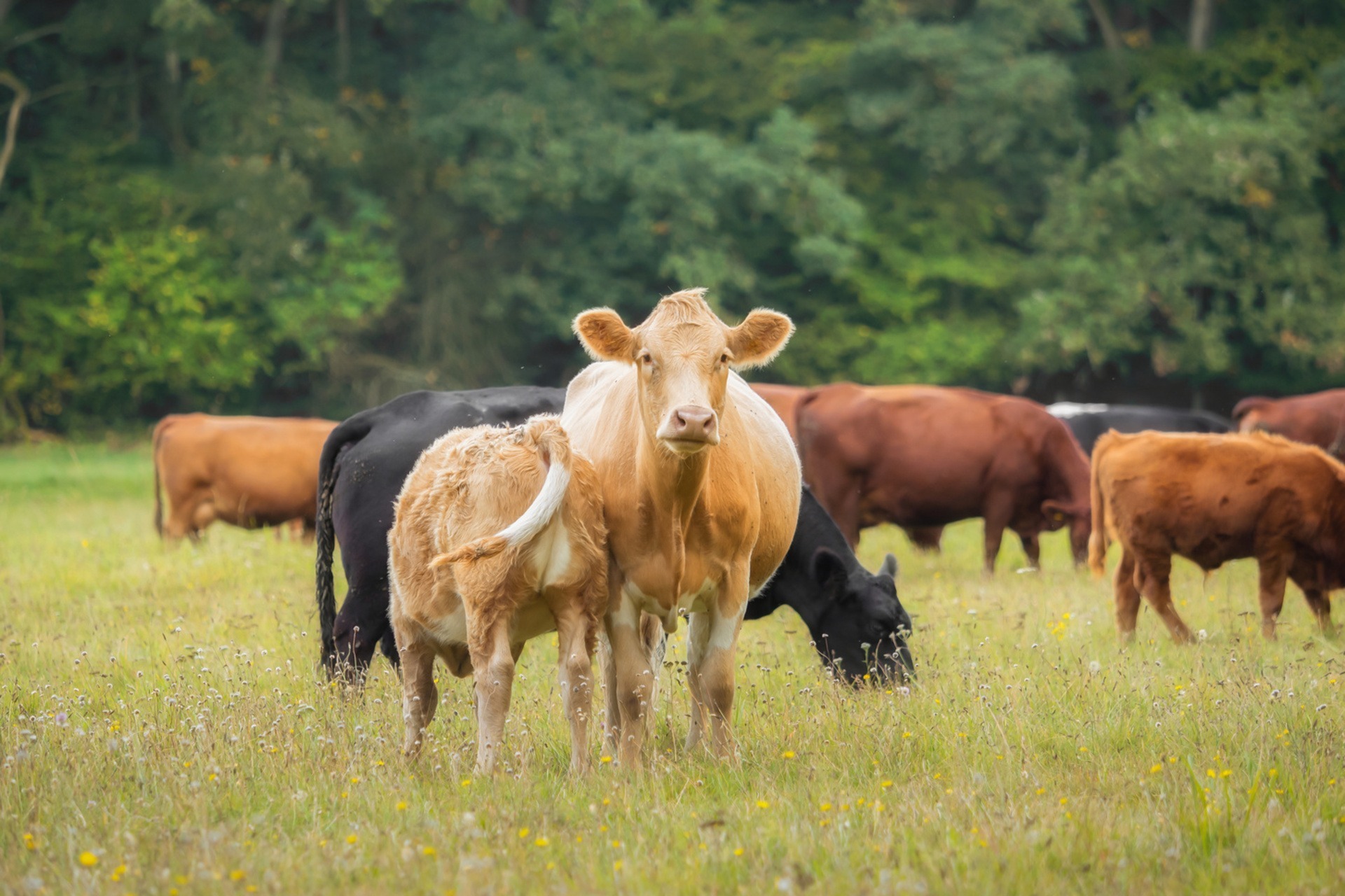 Food Label Guide Beef